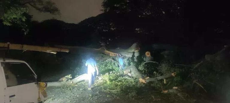 23 ఏళ్ల మహిళ, బెంగళూరులో స్కూటర్‌పై చెట్టు పడడంతో మృతి చెందింది, మరికొంతమంది 2 మంది గాయపడ్డారు.