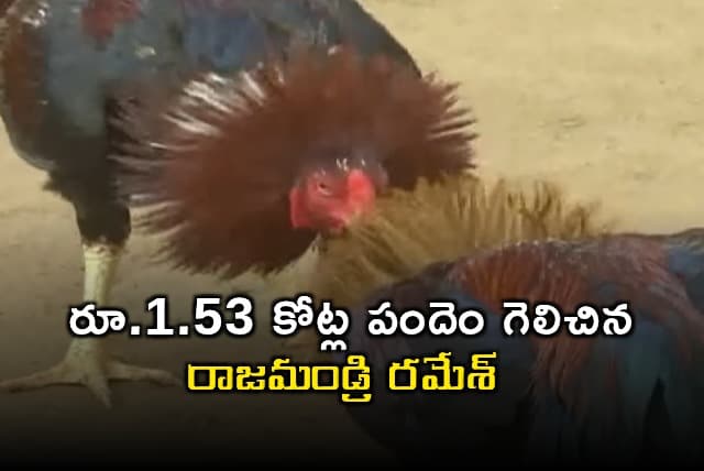 కోడి పందెంలో రూ.1.53 కోట్లు గెలిచిన రాజమండ్రి రమేశ్...