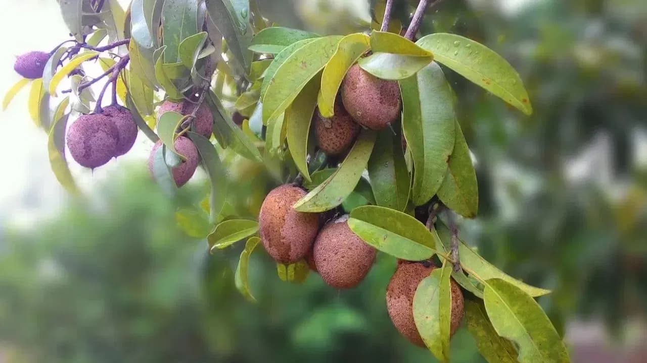 డాక్టర్లు: రోజూ సపోటా తినడం వల్ల కలిగే ఆరోగ్య ప్రయోజనాలు