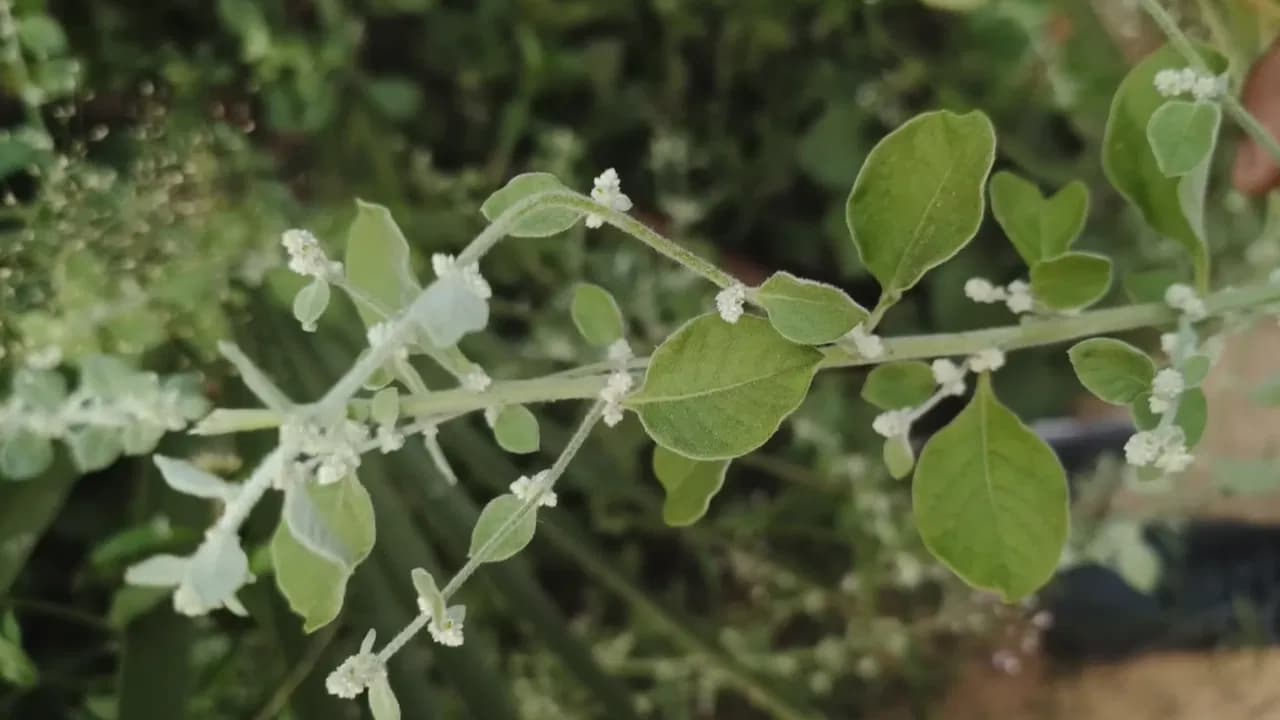 కిడ్నీ రాళ్ల సమస్యకు వనమూలికలే ఉత్తమం – డాక్టర్ల సూచన