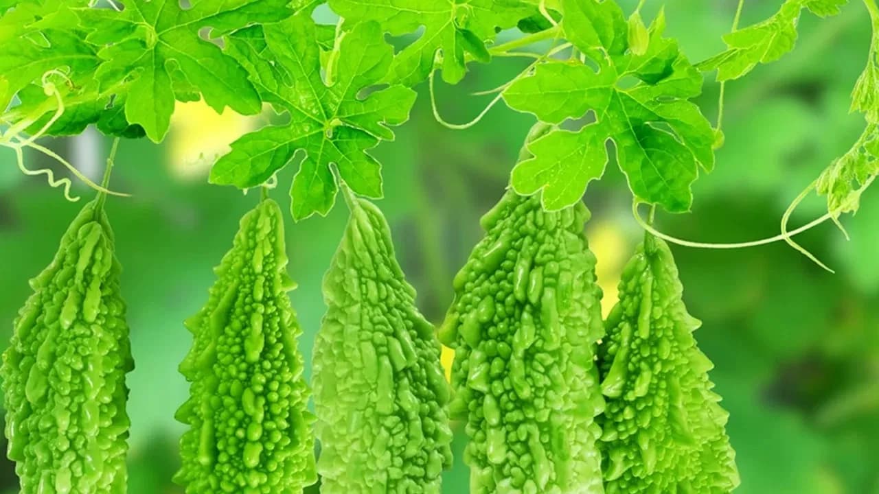 లివర్ ఆరోగ్యం కోసం డాక్టర్స్ సూచించిన కాకర ఆకుల ఉపయోగాలు