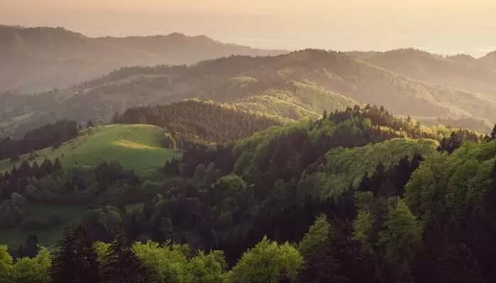 అడవిలో నాలుగు రోజులు... చివరికి క్షేమంగా బయటపడిన టెకీ