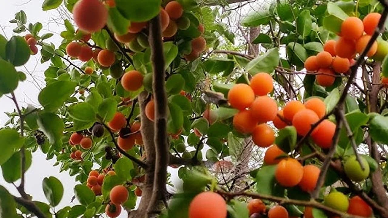 మటన్ ధర పలుకుతున్న పాల పండ్లు.. తింటే 100 రోగాలకు చెక్ అంటున్న డాక్టర్లు