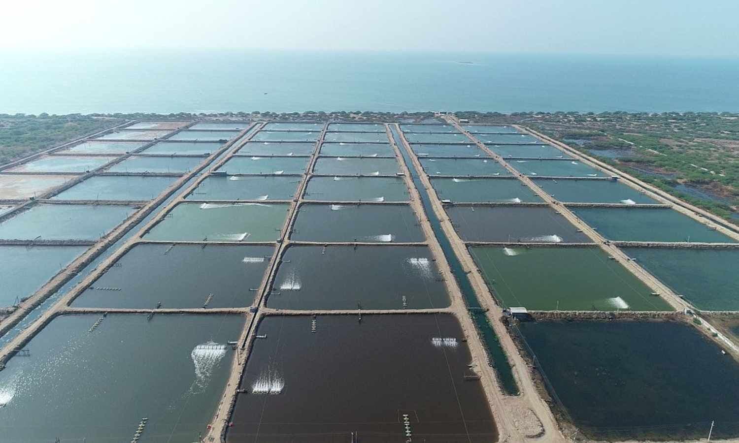 శ్రీకాకుళంలో తొలి AI ఆక్వా పార్క్ ఏర్పాటు