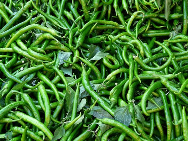 రోజూ రెండు పచ్చిమిరపకాయలు తినడం సేఫ్నా? డాక్టర్ల కీలక సూచనలు