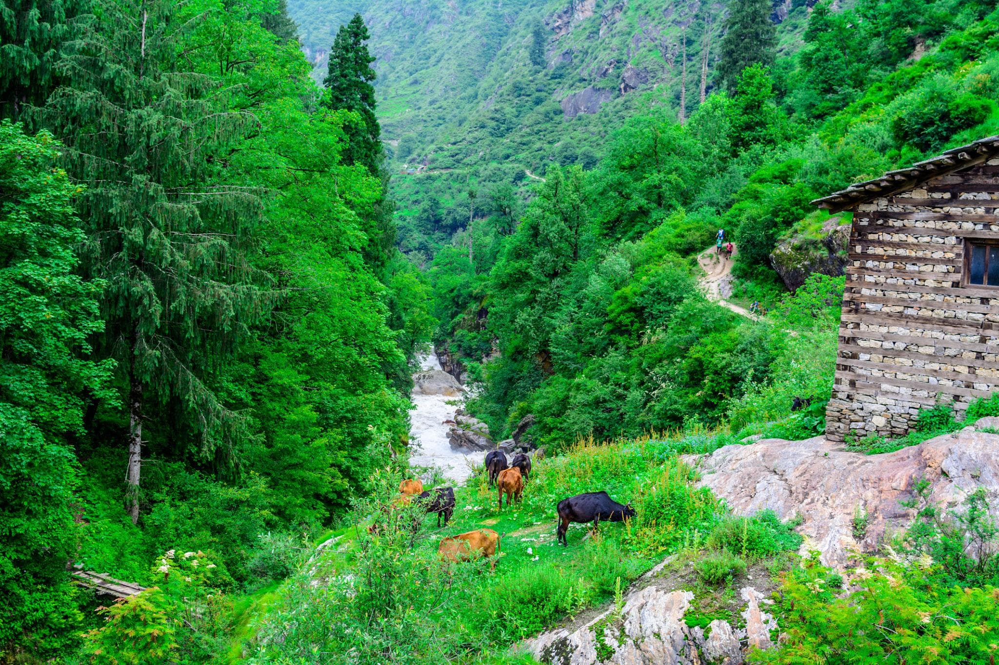 ‘కాంతార’ తరహాలో హిమాచల్లో పవిత్ర అడవి!